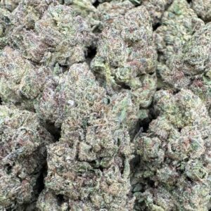 Black Bubble Gum Large Indoors