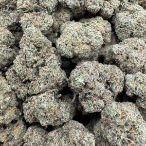 Gelato Zclair Large Exotics