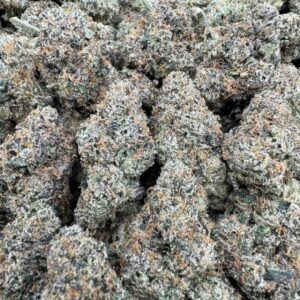 Jambalaya Large Exotics