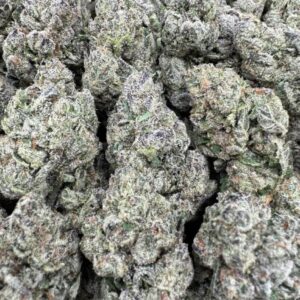 Purple Gelato Large Exotics