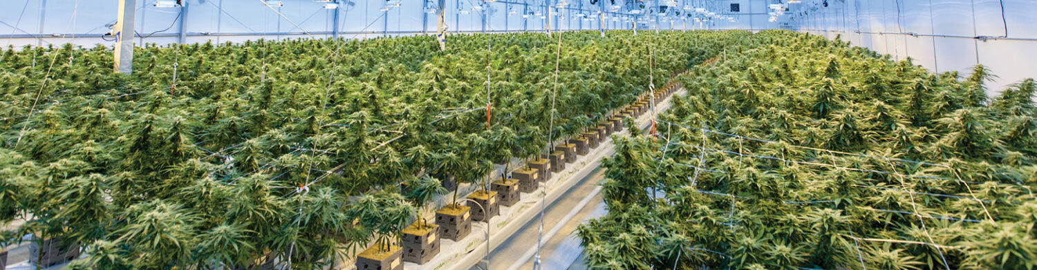 Medical Cannabis