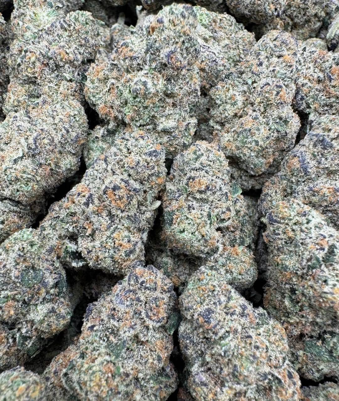 Berry Milk Large Exotics For Sale