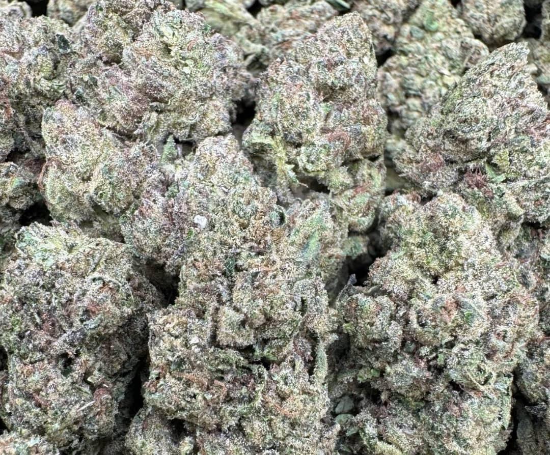 Black Bubble Gum Large Indoors