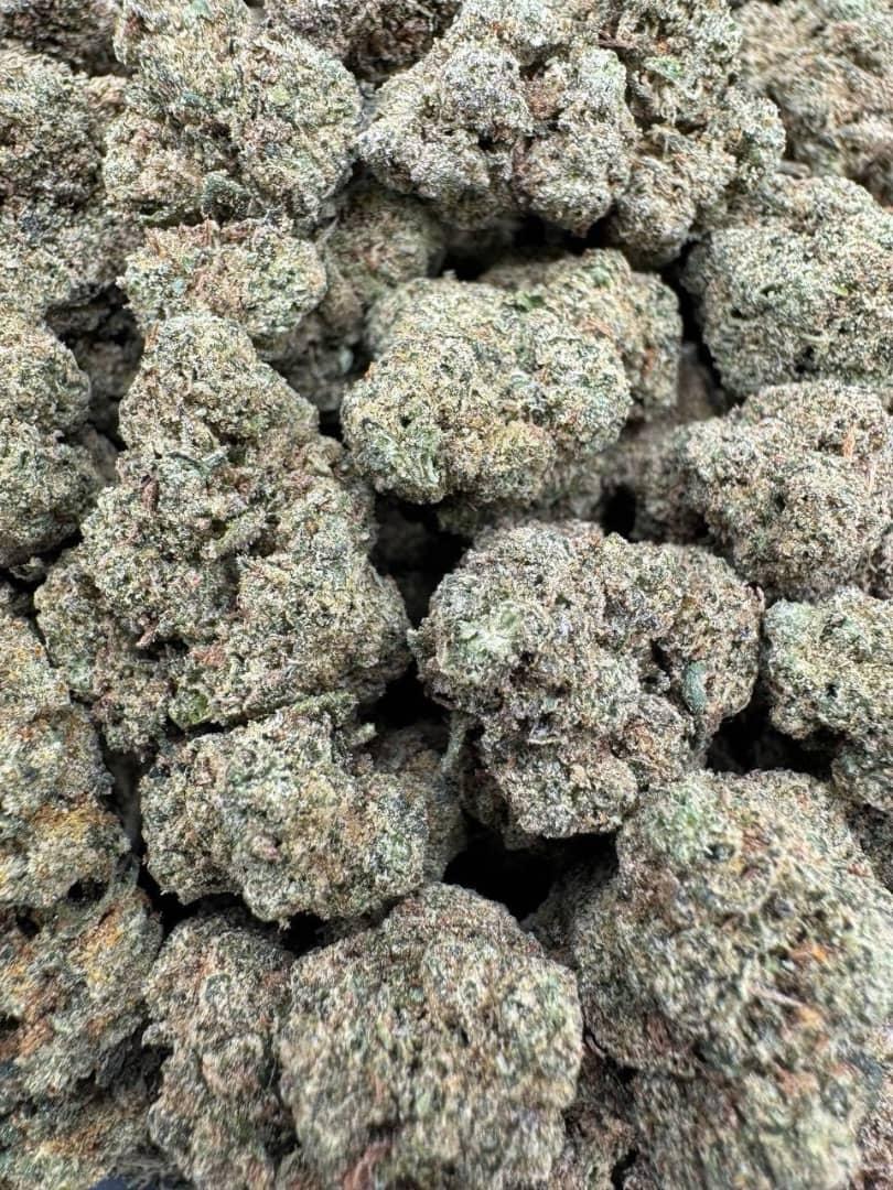 Gelato Zclair Large Exotics