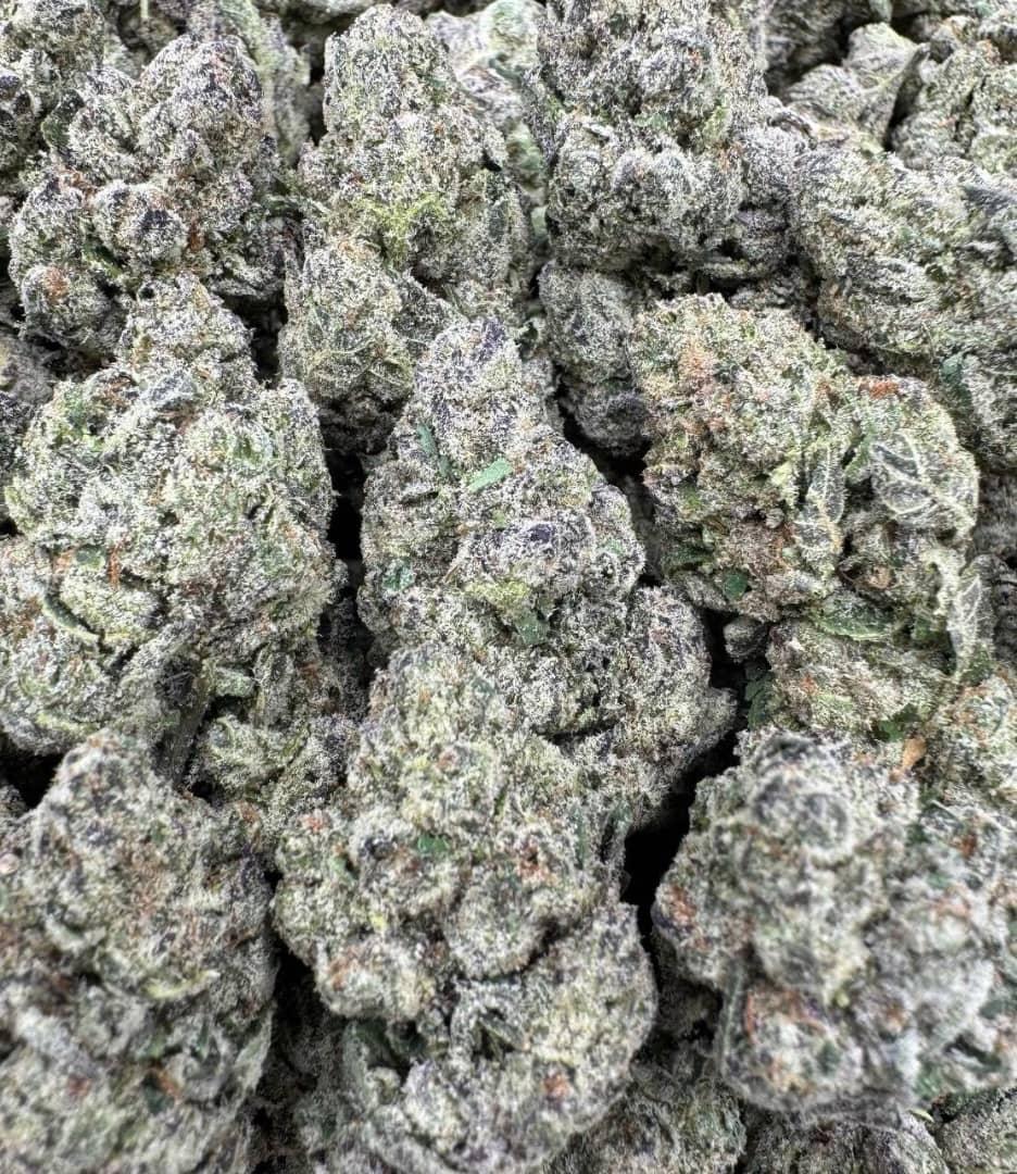 Purple Gelato Large Exotics 