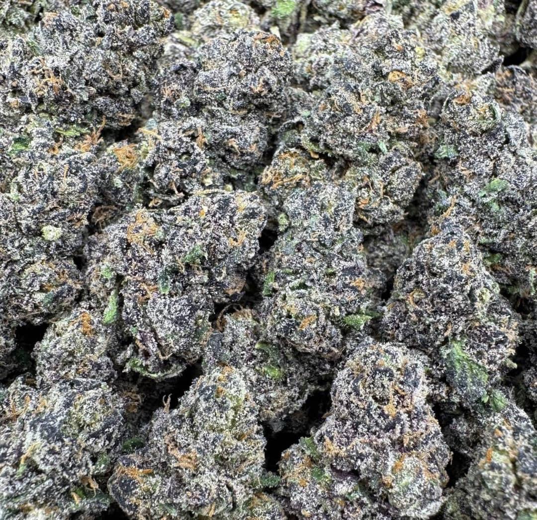 Twizzlers Large Exotics For Sale